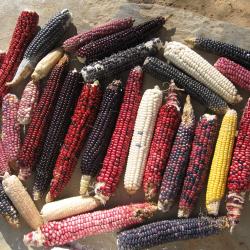 Hopi corn (Photo credit: Michael Kotutwa Johnson)